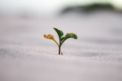 how to grow plants
